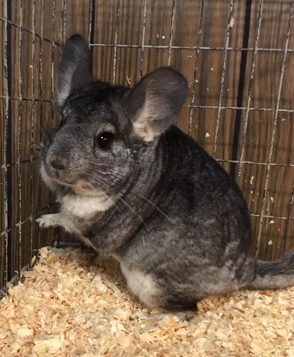9 5 Year Old Standard Grey Female Chinchilla detail page