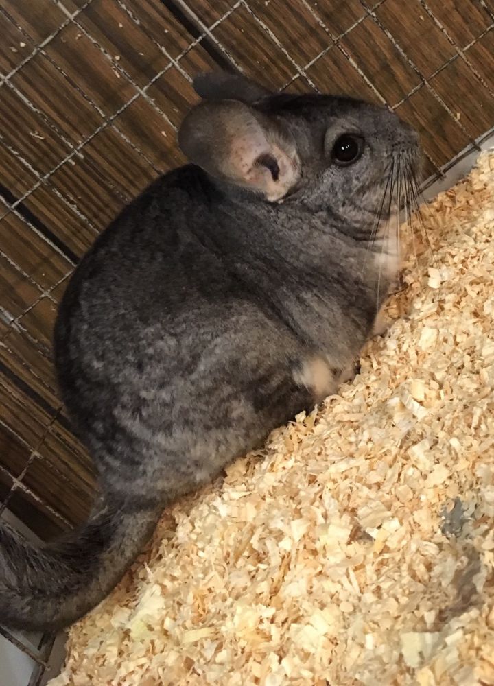 9.5 year old standard grey female chinchilla 4
