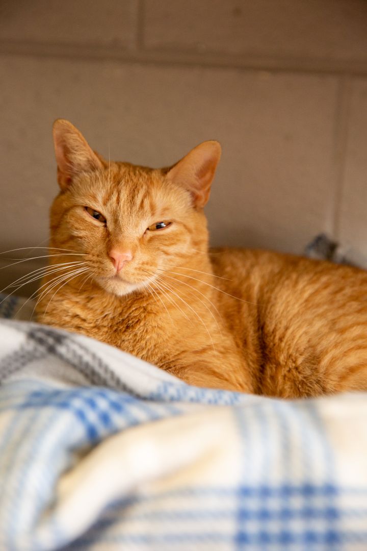 Jimmy Gourd, an adoptable Domestic Short Hair in Berlin, MD_image-1