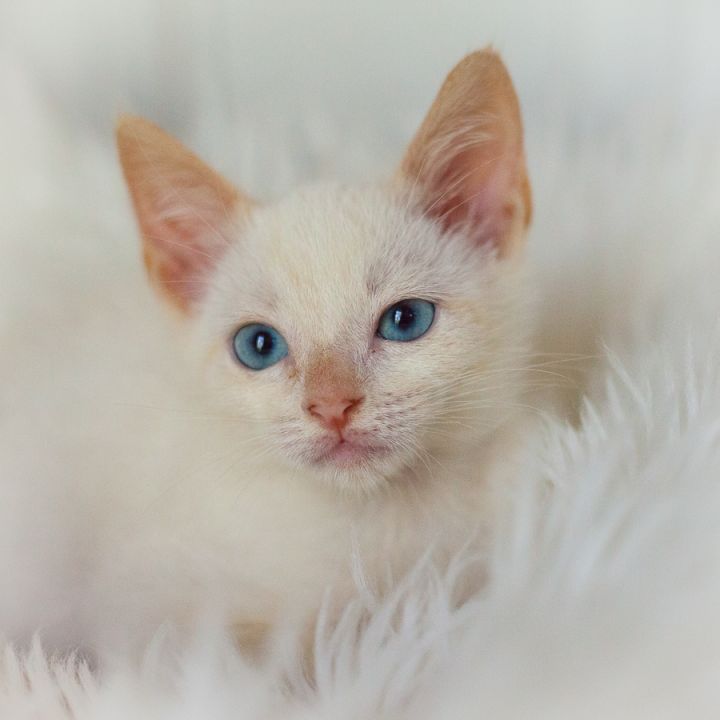 Rowan, an adopted Siamese Mix in Ponte Vedra, FL_image-2