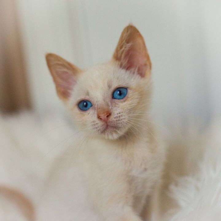 Roisin, an adopted Siamese Mix in Ponte Vedra, FL_image-4