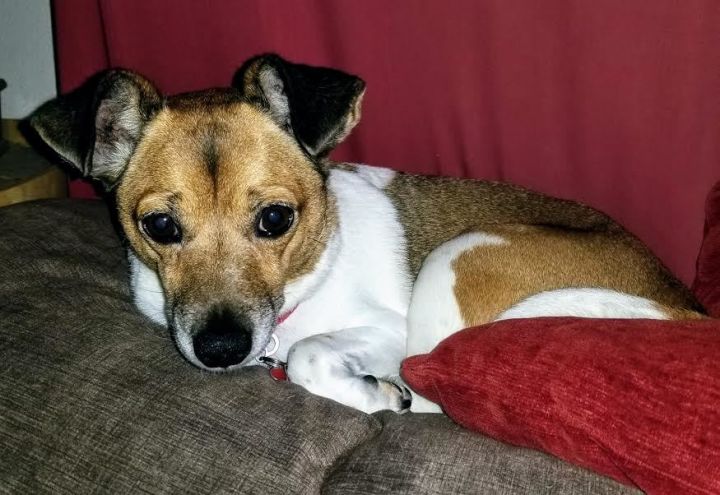 Dog For Adoption Sassie A Jack Russell Terrier In Virginia