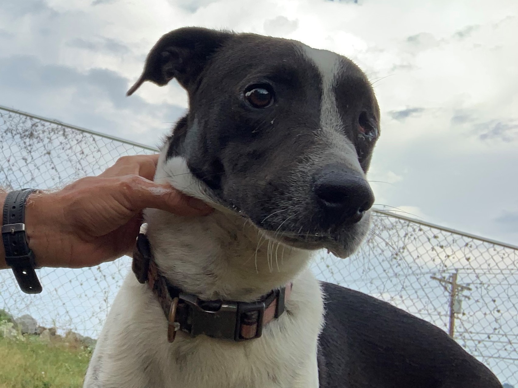 Lucia, an adoptable German Shorthaired Pointer, Bull Terrier in Rogersville, TN, 37857 | Photo Image 2