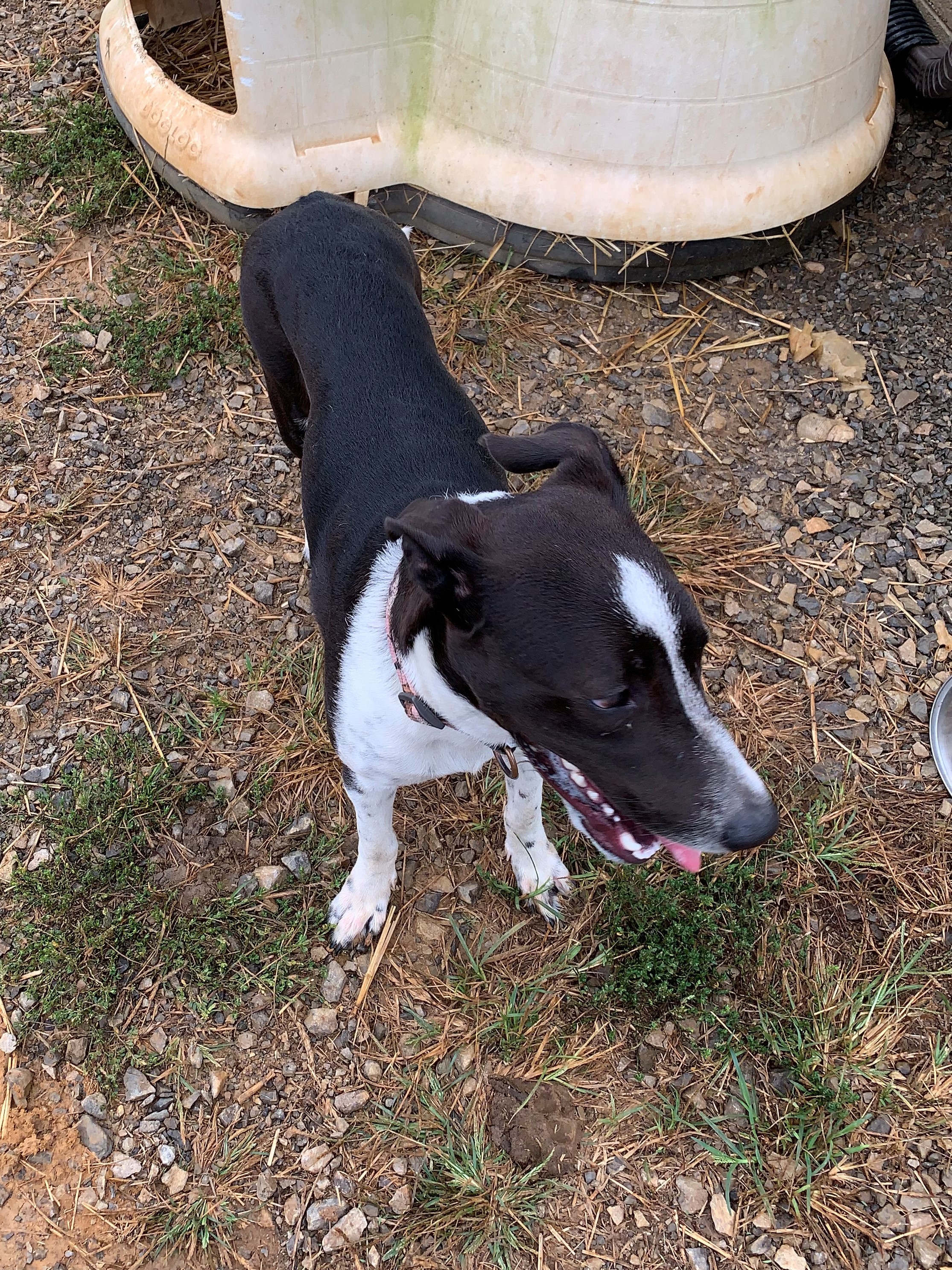 Lucia, an adoptable German Shorthaired Pointer, Bull Terrier in Rogersville, TN, 37857 | Photo Image 3