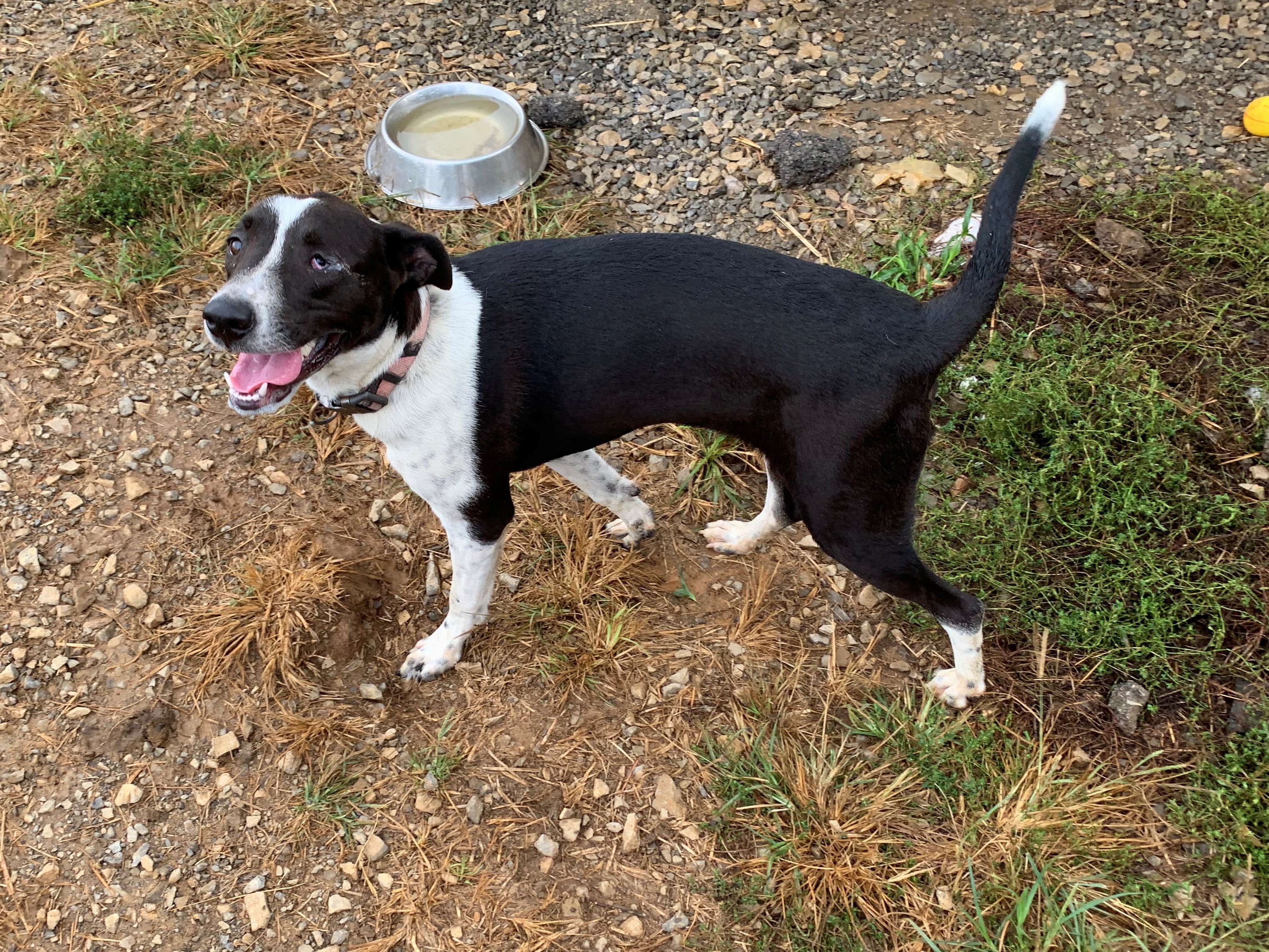 Lucia, an adoptable German Shorthaired Pointer, Bull Terrier in Rogersville, TN, 37857 | Photo Image 4