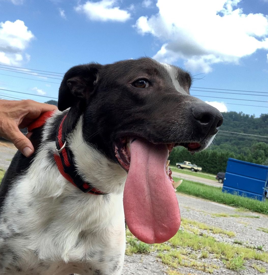 Lucia, an adoptable German Shorthaired Pointer, Bull Terrier in Rogersville, TN, 37857 | Photo Image 1