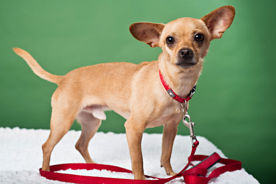 T-Rex, an adoptable Mixed Breed in Houston, TX, 77008 | Photo Image 1