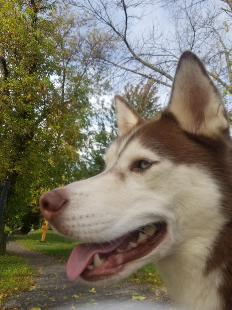 Canelo, an adoptable Husky in Manlius, NY, 13104 | Photo Image 2