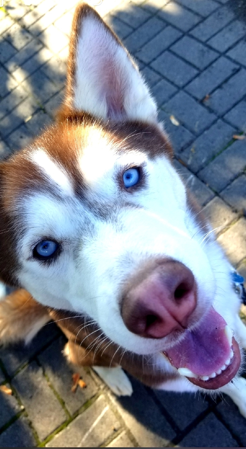 Canelo, an adoptable Husky in Manlius, NY, 13104 | Photo Image 1