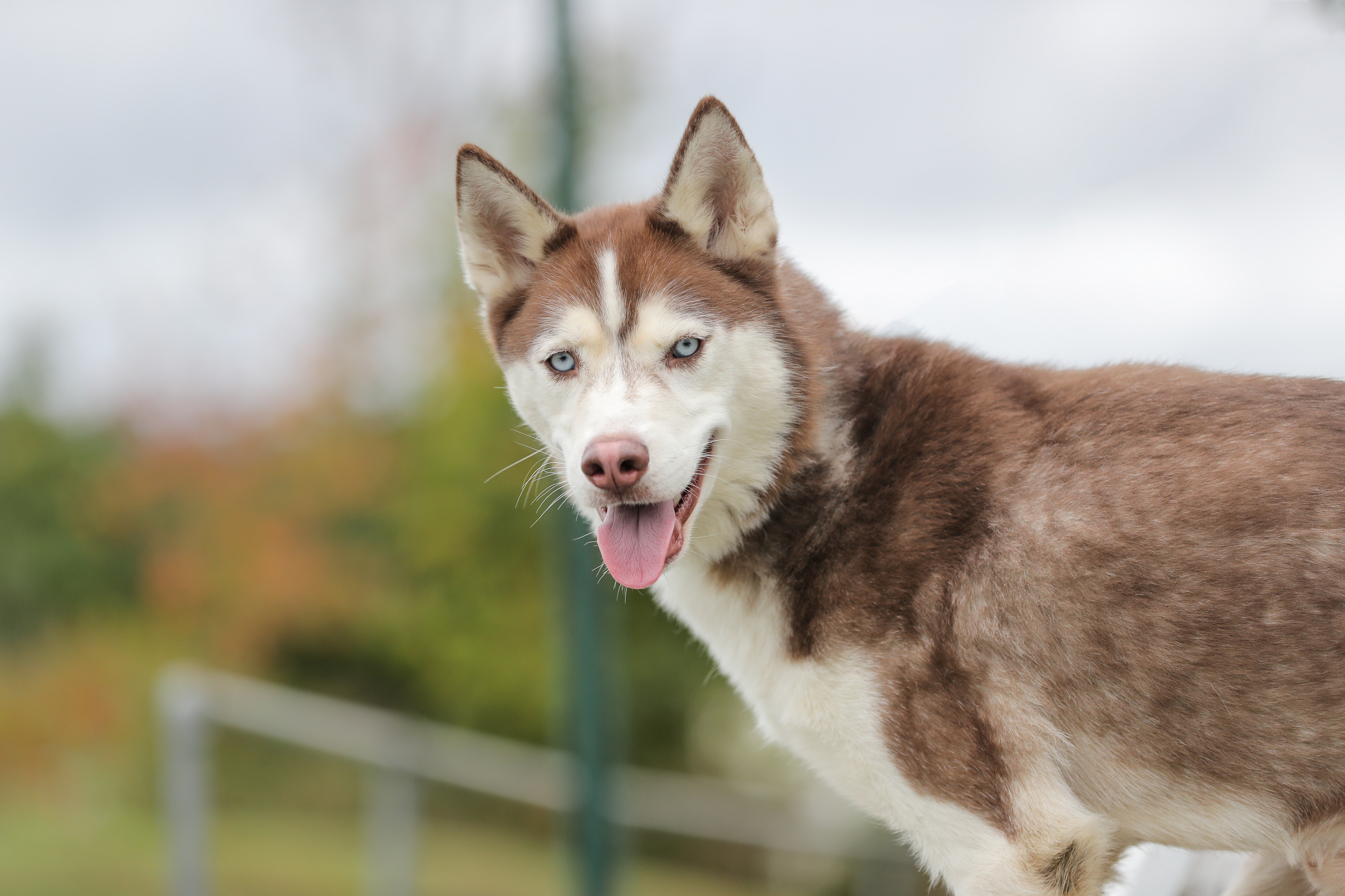 Canelo, an adoptable Husky in Manlius, NY, 13104 | Photo Image 3