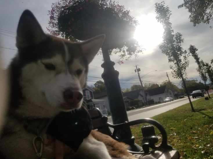 Canelo, an adoptable Husky in Manlius, NY, 13104 | Photo Image 4