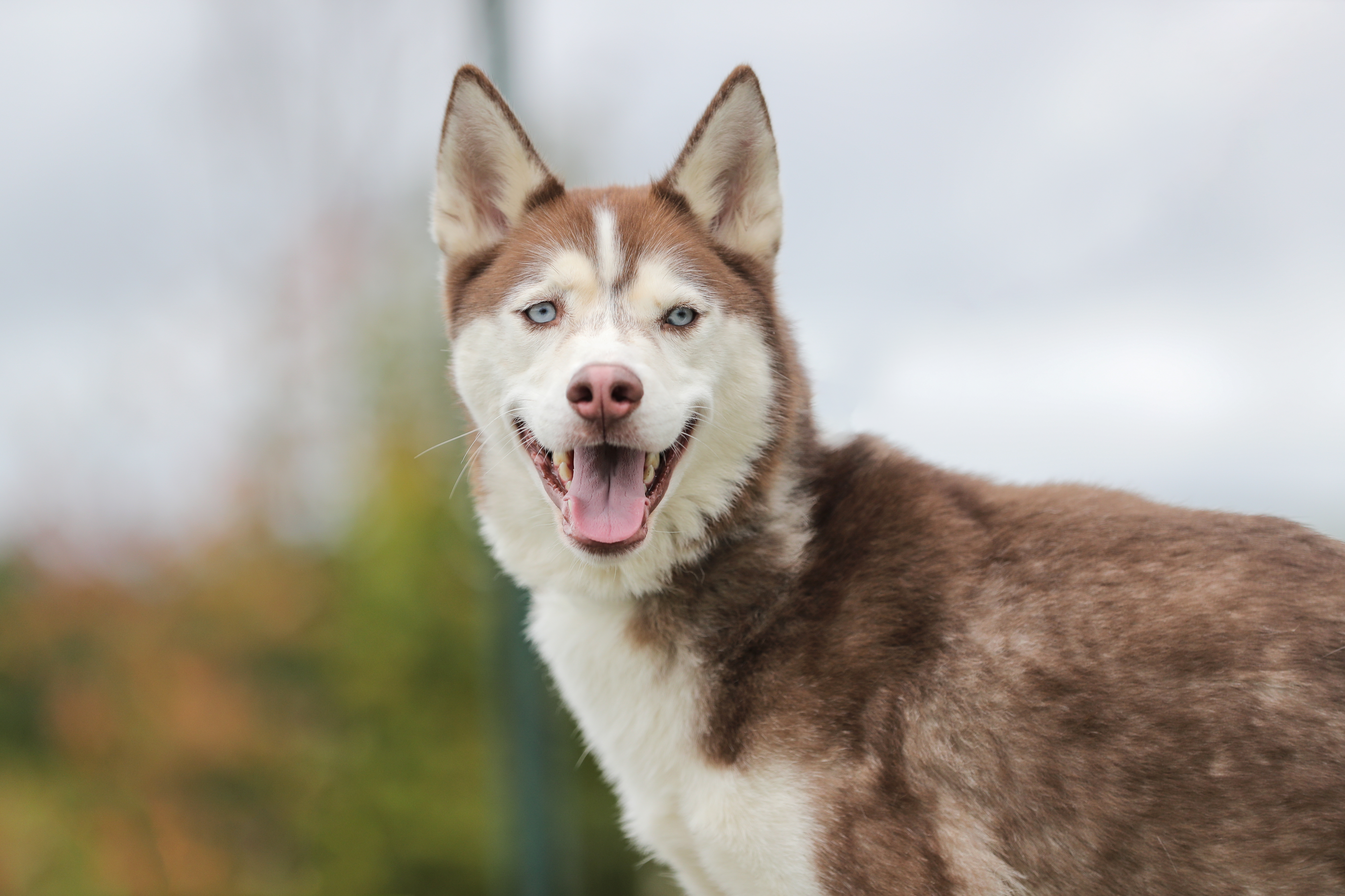 Canelo, an adoptable Husky in Manlius, NY, 13104 | Photo Image 5