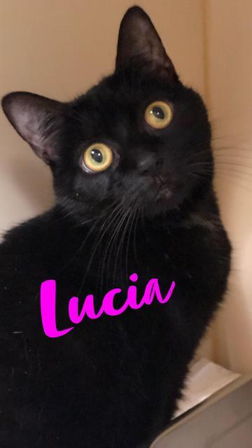 Lucia - update! adopted! 4