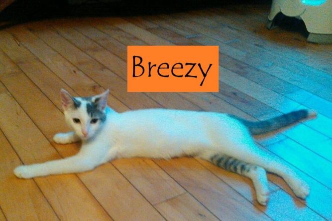 Breezy (Ginny's foster)