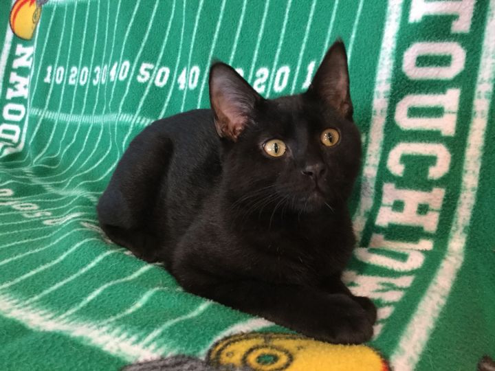Cat For Adoption Mick Jagger A Domestic Short Hair In La Salle
