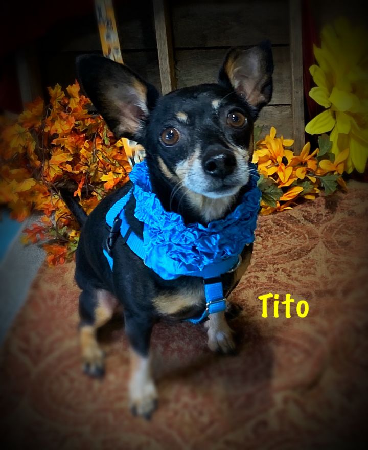 Dog For Adoption Tito A Chihuahua Miniature Pinscher Mix In Pennsauken Nj Petfinder