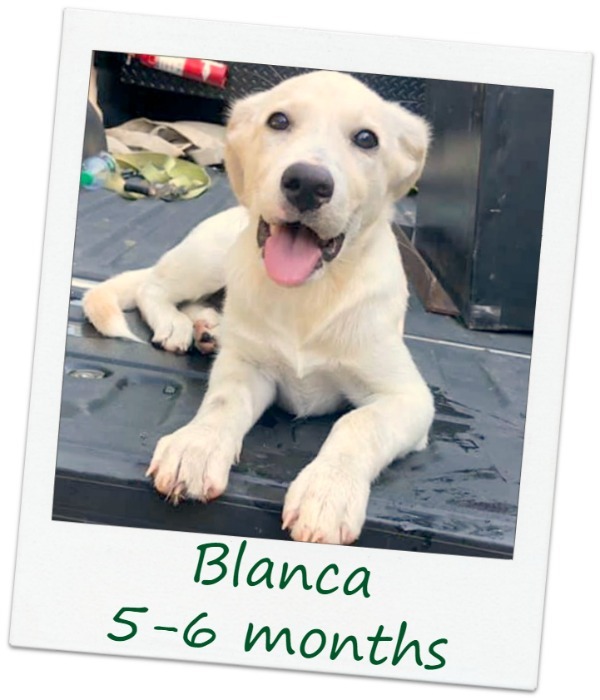 Dog For Adoption Blanca Pending Adoption A Labrador