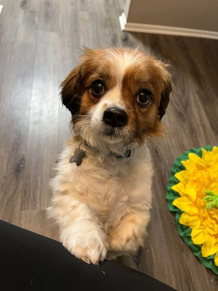 Sir Windsor, an adoptable Spaniel Mix in Palatine, IL_image-2
