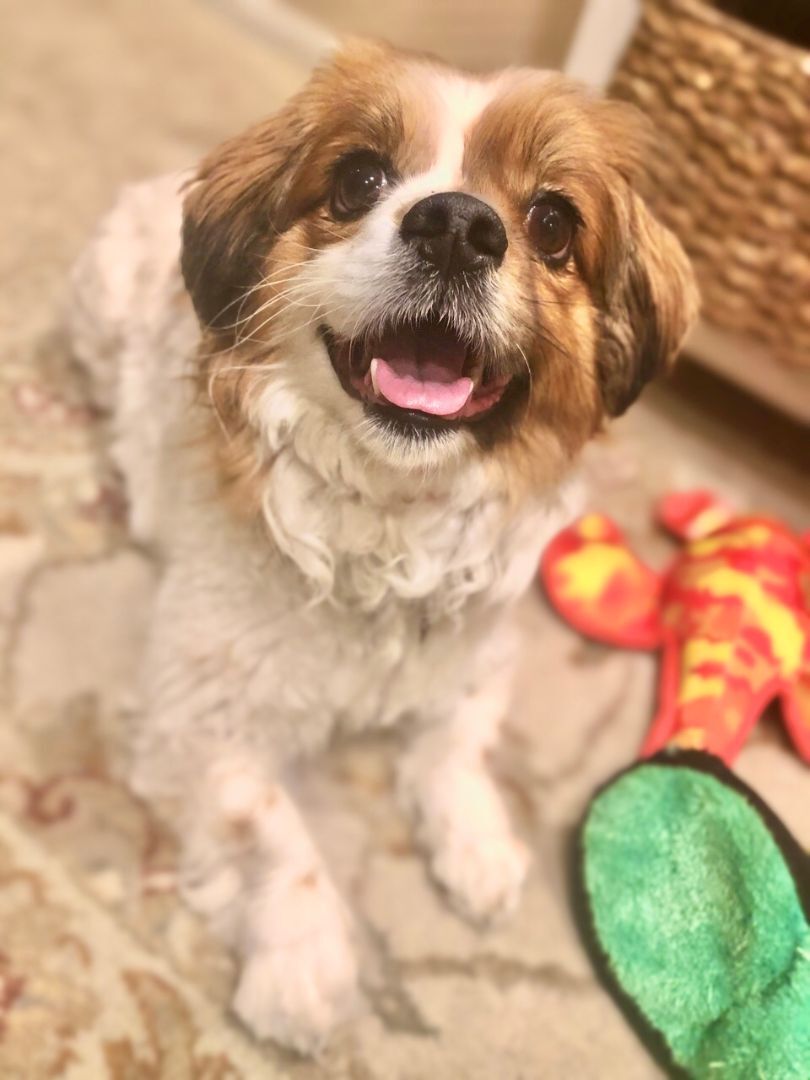 Sir Windsor, an adoptable Spaniel, Mixed Breed in Palatine, IL, 60067 | Photo Image 3