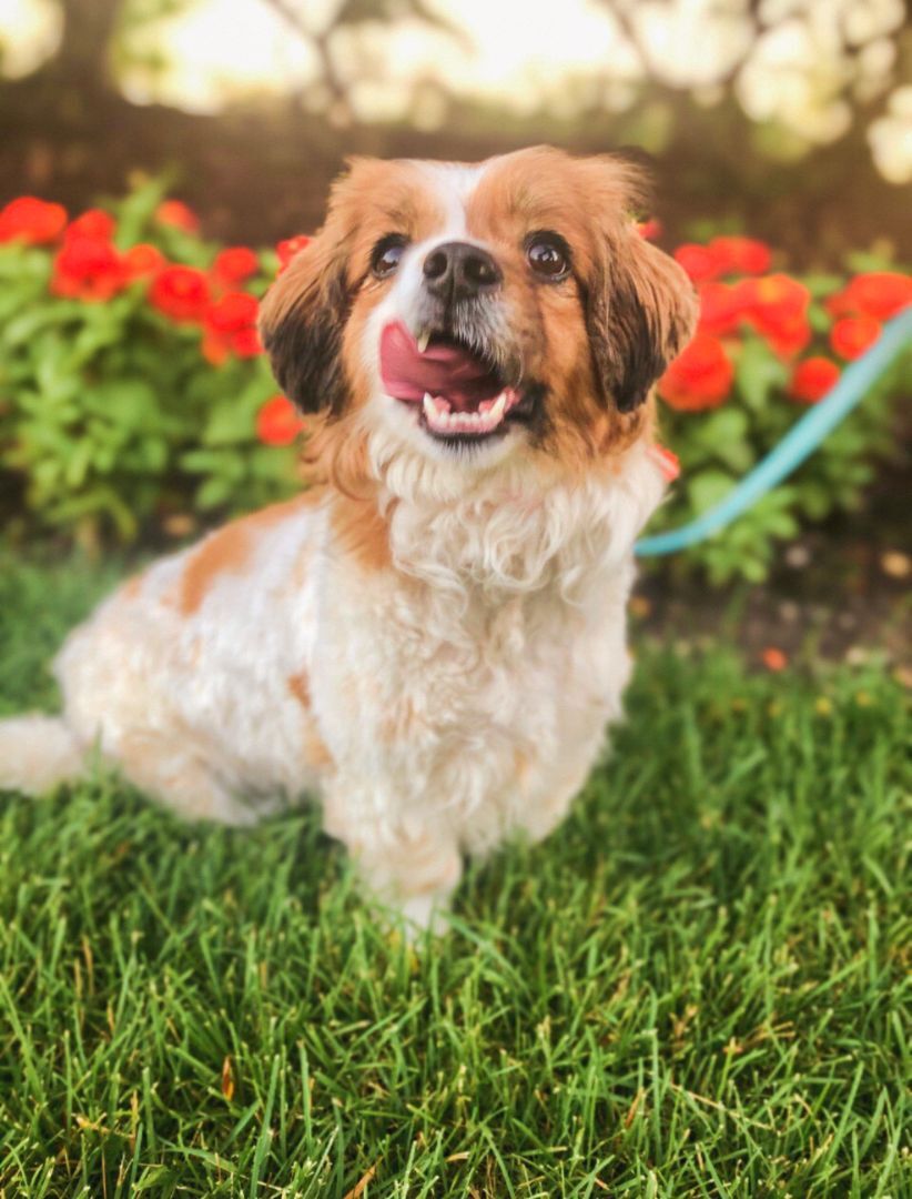 Sir Windsor, an adoptable Spaniel, Mixed Breed in Palatine, IL, 60067 | Photo Image 1