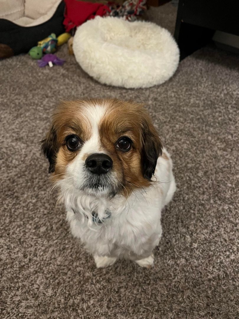 Sir Windsor, an adoptable Spaniel, Mixed Breed in Palatine, IL, 60067 | Photo Image 4