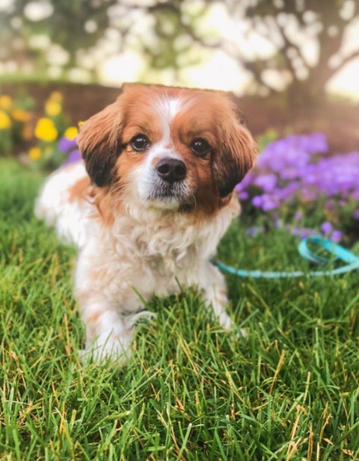Sir Windsor, an adoptable Spaniel Mix in Palatine, IL_image-5