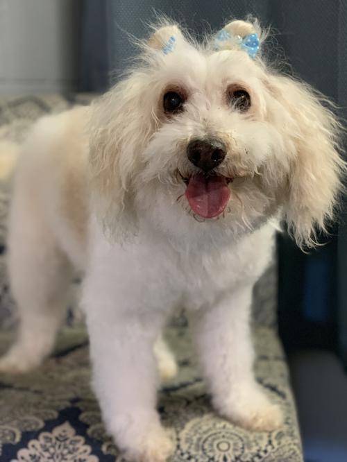 Dog for adoption - Tillie, a Poodle Mix in Tucson, AZ ...