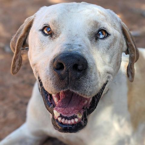 Dalmon, an adoptable Pit Bull Terrier in Kanab, UT, 84741 | Photo Image 1