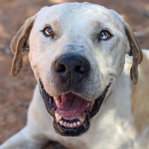 Dalmon, Senior Male unknown