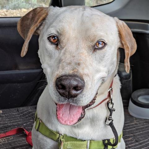 Dalmon, an adoptable Pit Bull Terrier in Kanab, UT, 84741 | Photo Image 2