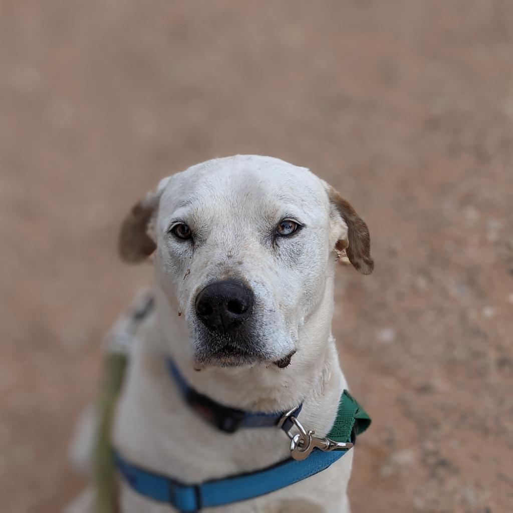 Dalmon, an adoptable Pit Bull Terrier in Kanab, UT, 84741 | Photo Image 2