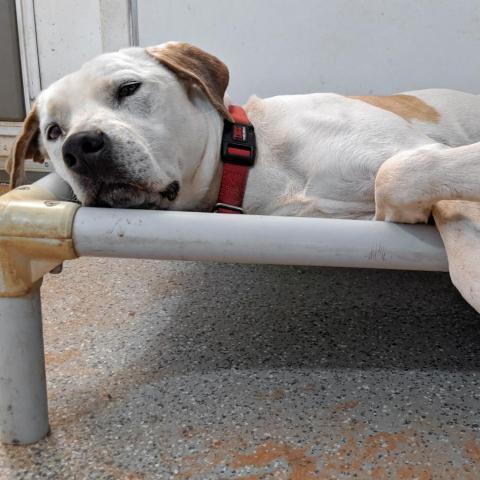 Dalmon, an adoptable Pit Bull Terrier in Kanab, UT, 84741 | Photo Image 3