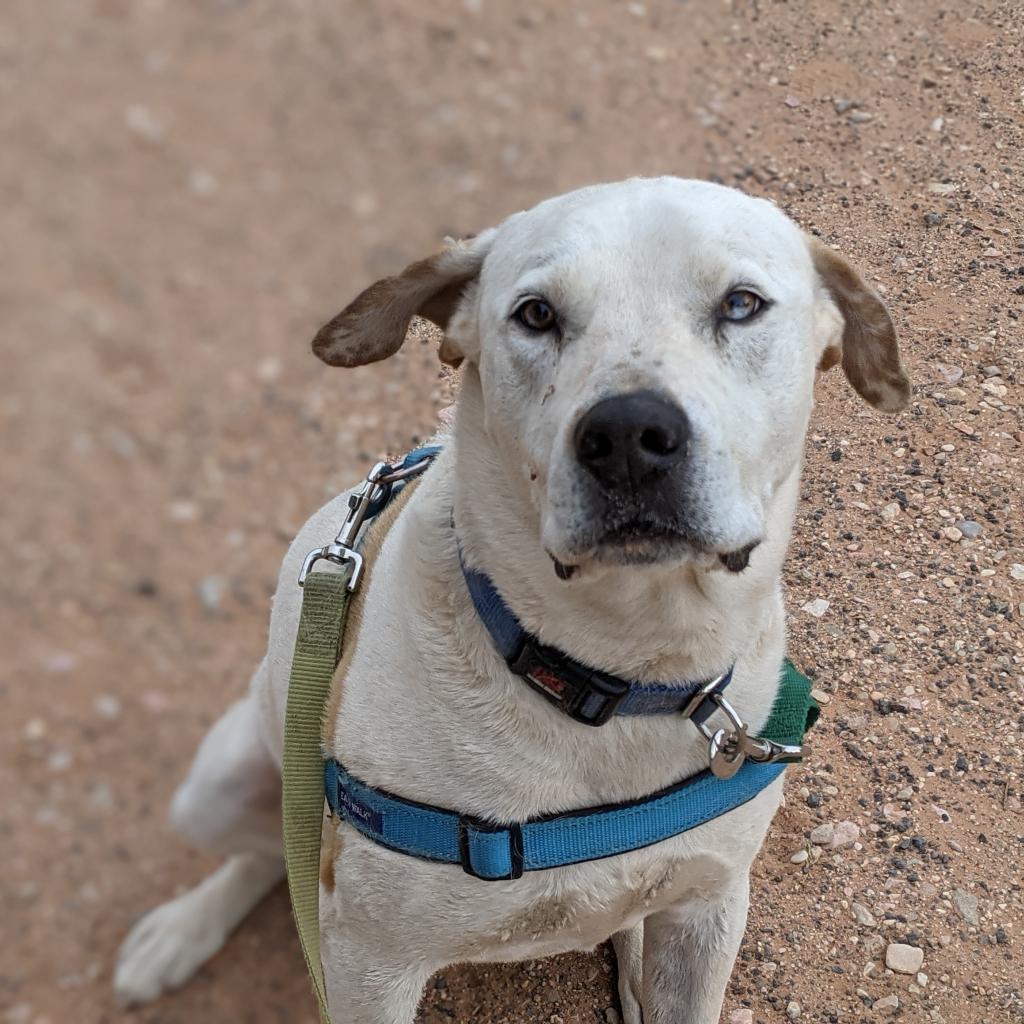 Dalmon, an adoptable Pit Bull Terrier in Kanab, UT, 84741 | Photo Image 3