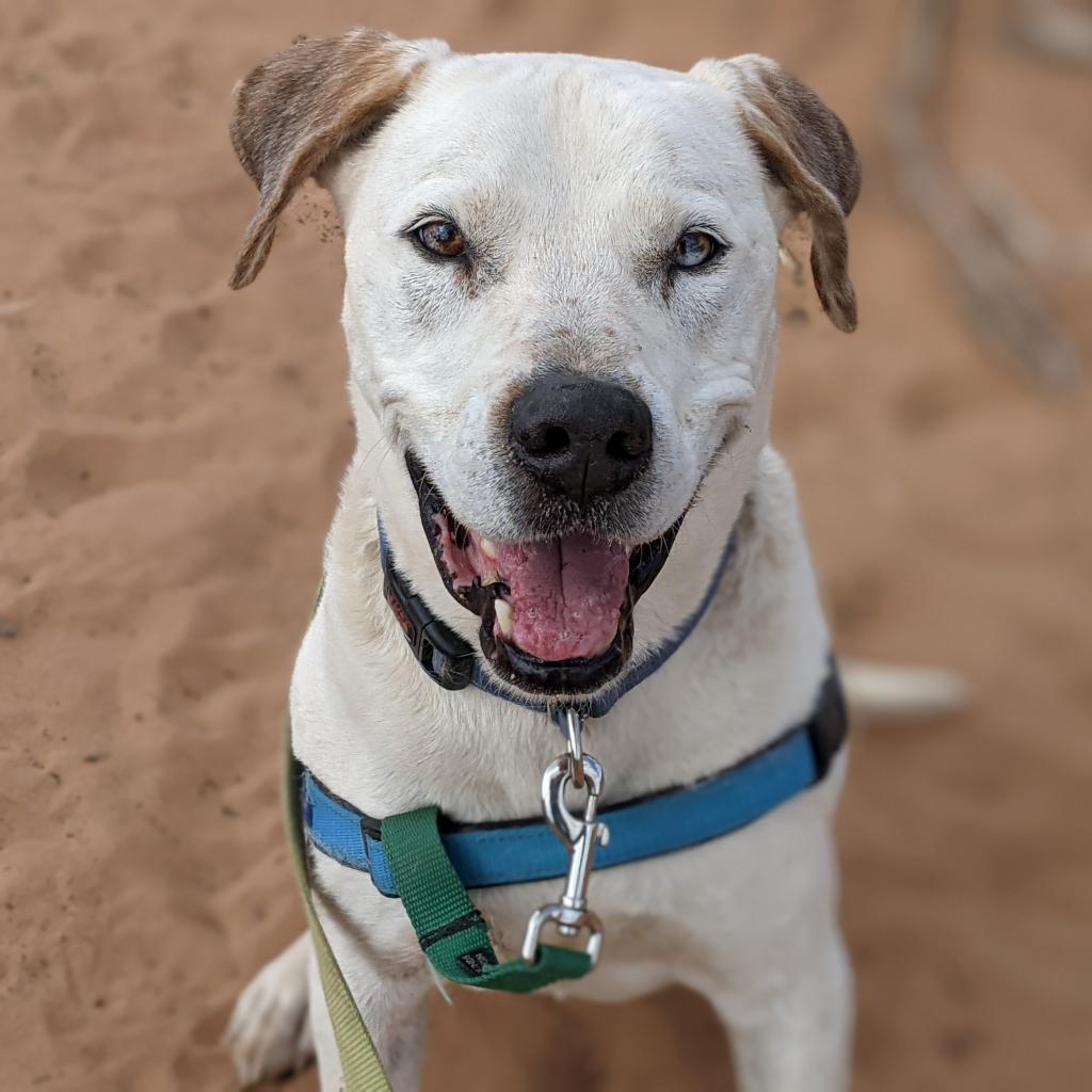 Dalmon, an adoptable Pit Bull Terrier in Kanab, UT, 84741 | Photo Image 4