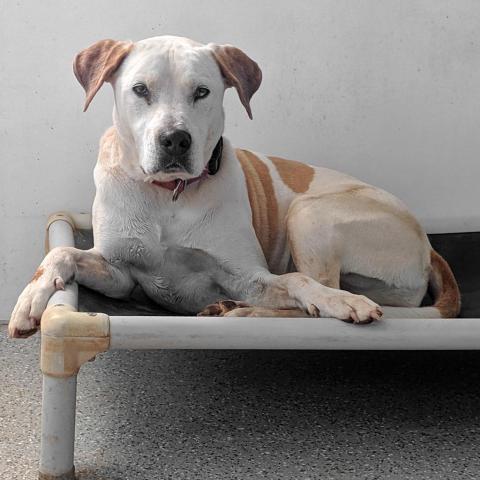 Dalmon, an adoptable Pit Bull Terrier in Kanab, UT, 84741 | Photo Image 5