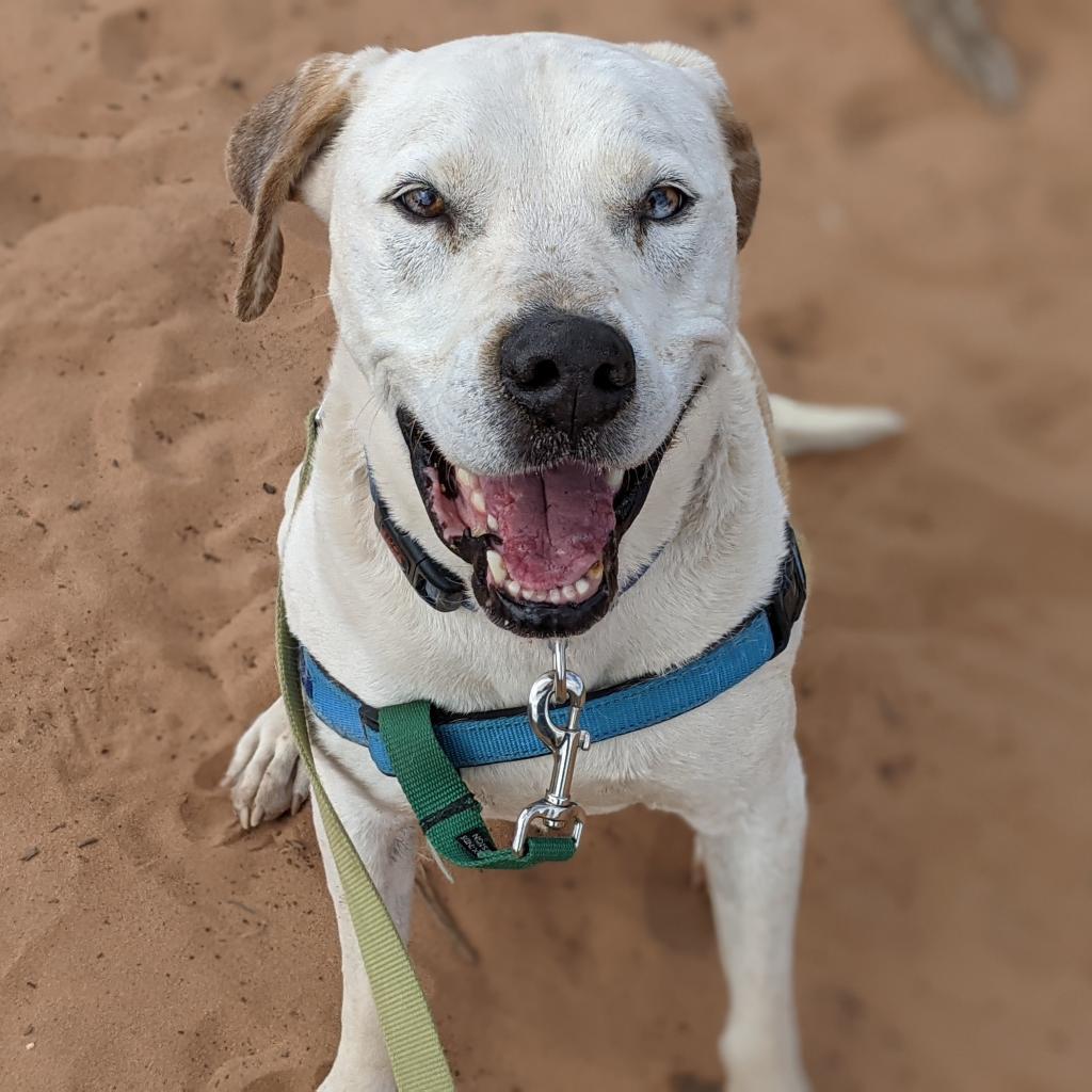 Dalmon, an adoptable Pit Bull Terrier in Kanab, UT, 84741 | Photo Image 5