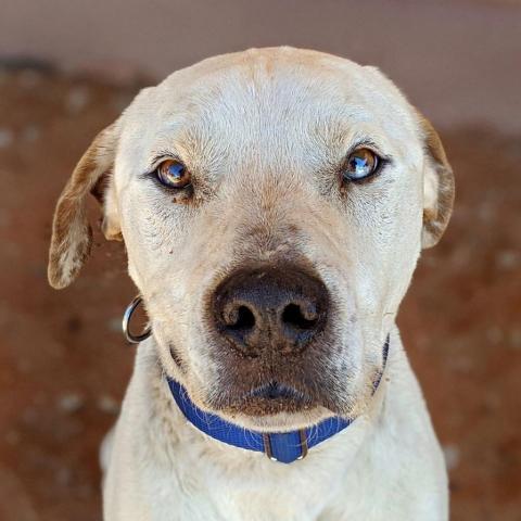 Dalmon, an adoptable Pit Bull Terrier in Kanab, UT, 84741 | Photo Image 6