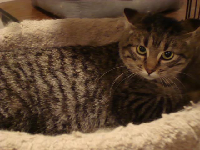 Zorro, an adoptable Domestic Short Hair in St. Louis, MO, 63119 | Photo Image 1