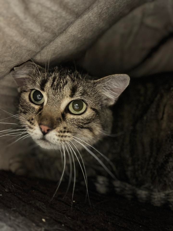 Zorrita, an adoptable Domestic Short Hair in St. Louis, MO, 63119 | Photo Image 1