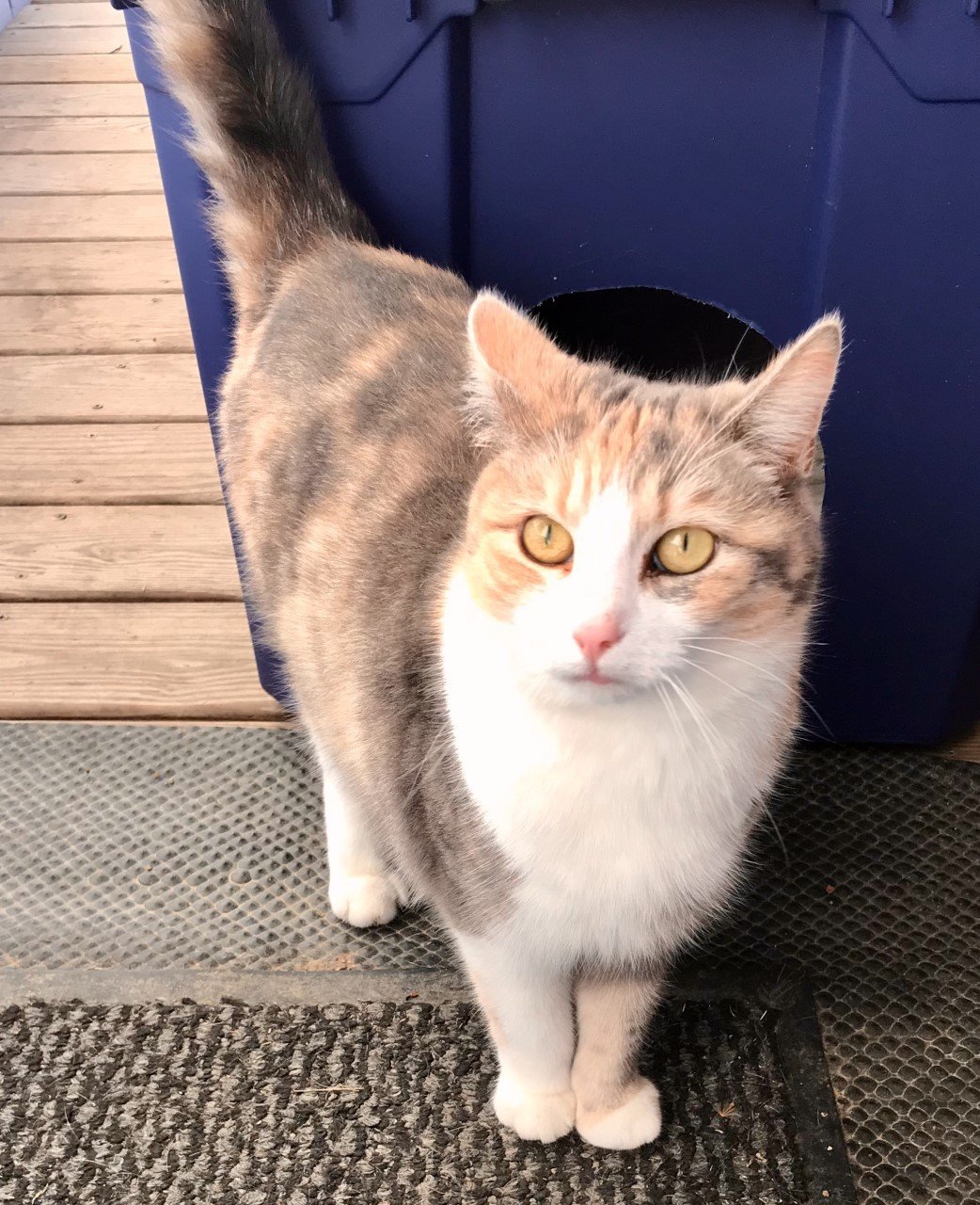 Lydia, an adoptable Dilute Calico in Sistersville, WV, 26175 | Photo Image 3
