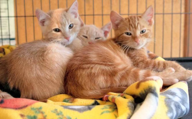 3 orange male kittens