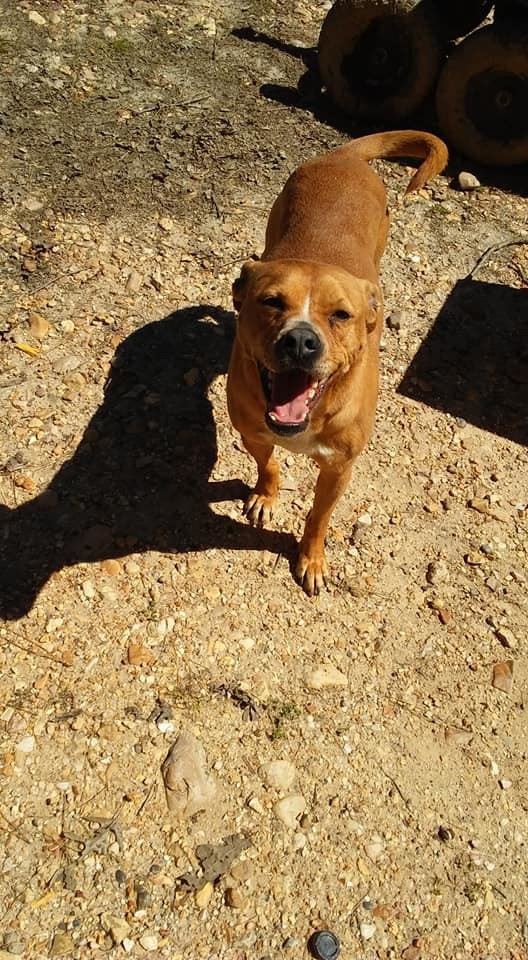 Pug, an adoptable Pug, Mixed Breed in Paragould, AR, 72450 | Photo Image 1
