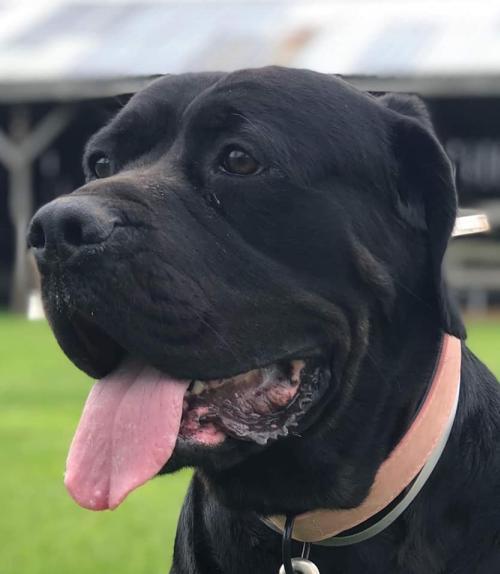 Dog For Adoption Pepper A Rottweiler Cane Corso Mix In