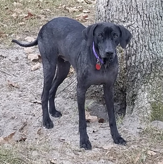 Etsee, an adoptable Mixed Breed in Toms River, NJ, 08755 | Photo Image 1