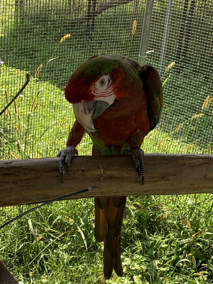 Bojangles, an adoptable Macaw in Blairstown, NJ_image-2
