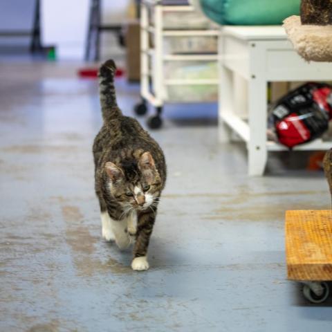 Scruffles, an adoptable Domestic Short Hair in Cumming, GA, 30040 | Photo Image 1