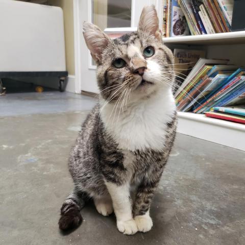 Scruffles, an adoptable Domestic Short Hair in Cumming, GA, 30040 | Photo Image 3