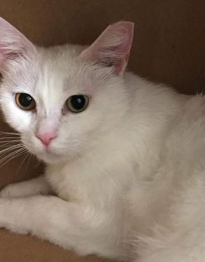 . Sammy Odd Eyed Kuwaiti Siam/British SH .