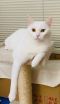 . Sammy Odd Eyed Kuwaiti Siam/British SH .