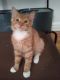 . Pumpkin, Scarecrow, Cowardly Lion Kitties .